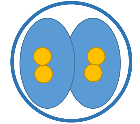 binucleated embryo